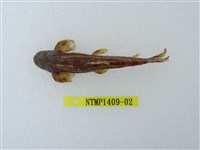 藏品(臺灣纓口鰍)的圖片